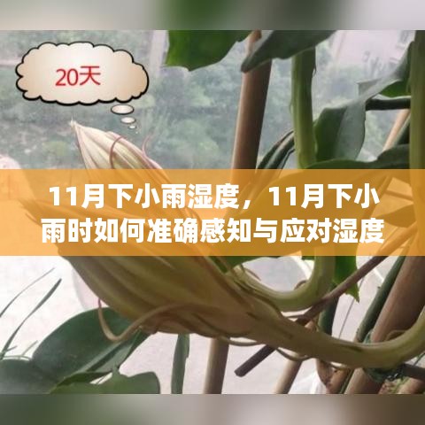 11月下小雨湿度管理，初学者与进阶用户的湿度感知与应对指南
