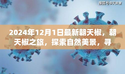 探索心灵静谧之旅，朝天椒的奇妙世界与美景探索（2024年最新）