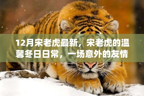 宋老虎的温馨冬日，友情邂逅与家的温暖时光