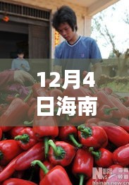 海南辣椒行情解析，价格走势、特性体验、竞品对比与用户群体分析（12月行情版）