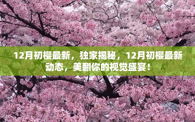 独家揭秘，12月初樱最新动态，视觉盛宴惊艳来袭！