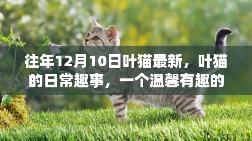 叶猫的日常趣事，温馨有趣的回忆——12月10日特别篇