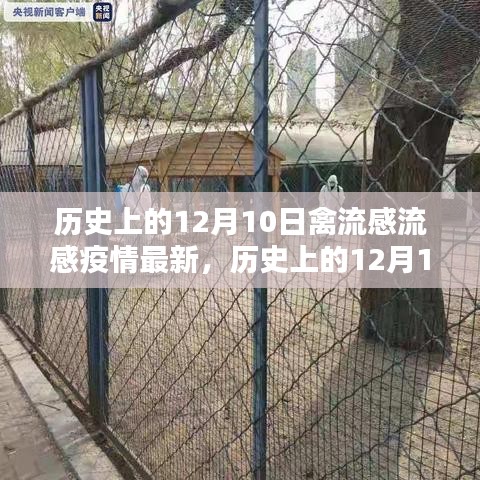 历史上的12月10日，禽流感流感疫情下的励志篇章与成就感的源泉