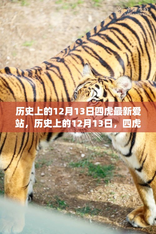 历史上的12月13日，四虎最新爱站的学习变化与自信成就之路