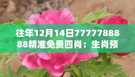 往年12月14日7777788888精准免费四肖：生肖预测的奇迹之源