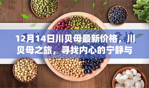 川贝母之旅，最新价格探寻与自然的宁静馈赠
