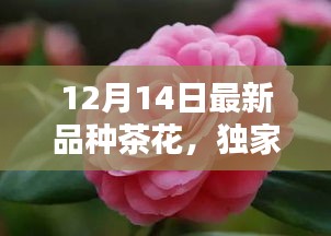 独家爆料，最新品种茶花绝美绽放，引领12月潮流新风尚
