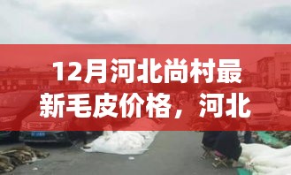 河北尚村毛皮市场最新动态，12月毛皮价格与市场新篇章的自信与成就之源