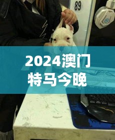 2024澳门特马今晚开奖香港：赌城竞逐犬夜狂澜