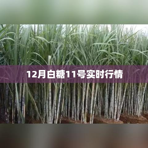 白糖行情最新动态，12月白糖实时价格走势分析