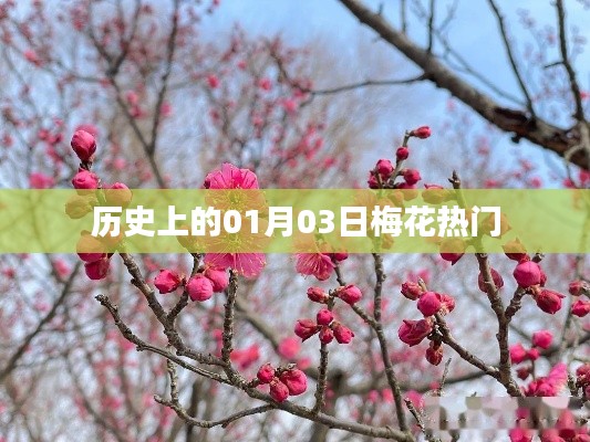 梅花盛开日，历史上的那些精彩瞬间
