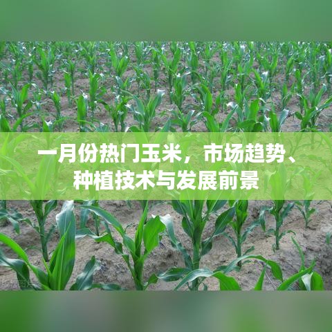 一月份热门玉米市场趋势及种植技术展望