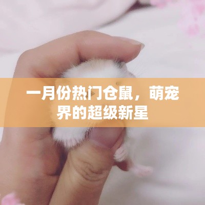 萌宠新星，一月份热门仓鼠风潮来袭