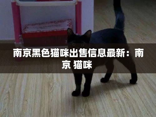 南京黑色猫咪出售信息最新：南京 猫咪 