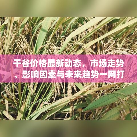 干谷价格最新动态，市场走势、影响因素与未来趋势一网打尽