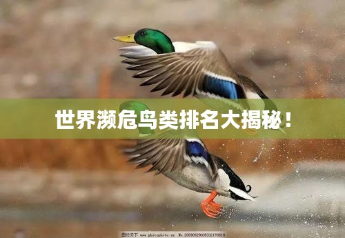 世界濒危鸟类排名大揭秘！