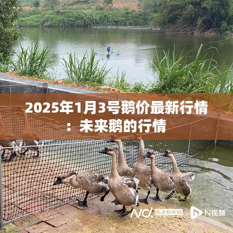 2025年1月3号鹅价最新行情：未来鹅的行情 