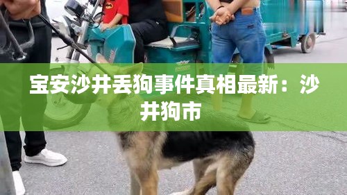 宝安沙井丢狗事件真相最新：沙井狗市 
