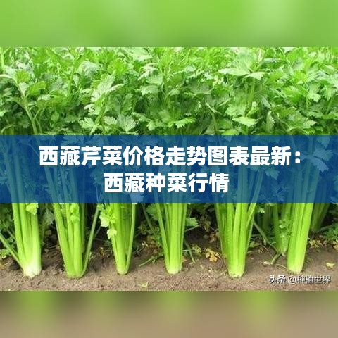 西藏芹菜价格走势图表最新：西藏种菜行情 