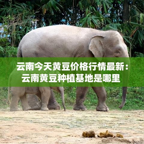 云南今天黄豆价格行情最新：云南黄豆种植基地是哪里 