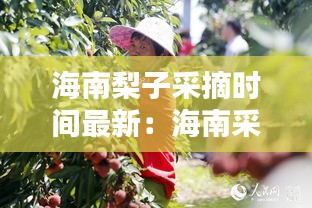 海南梨子采摘时间最新：海南采摘荔枝 