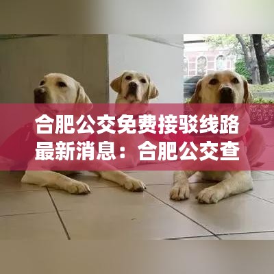 合肥公交免费接驳线路最新消息：合肥公交查询路线实时查询 