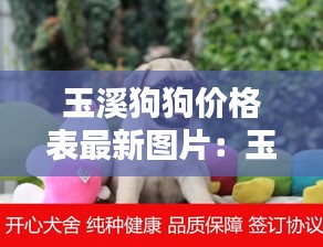 玉溪狗狗价格表最新图片：玉溪狗狗收养所在哪里 