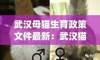 武汉母猫生育政策文件最新：武汉猫咪绝育去哪个医院 