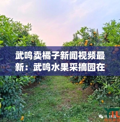 武鸣卖橘子新闻视频最新：武鸣水果采摘园在哪 