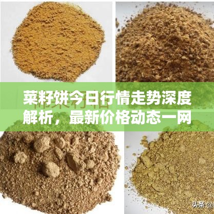 菜籽饼今日行情走势深度解析，最新价格动态一网打尽！