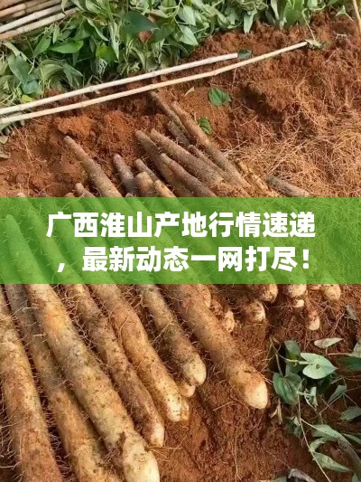 广西淮山产地行情速递，最新动态一网打尽！
