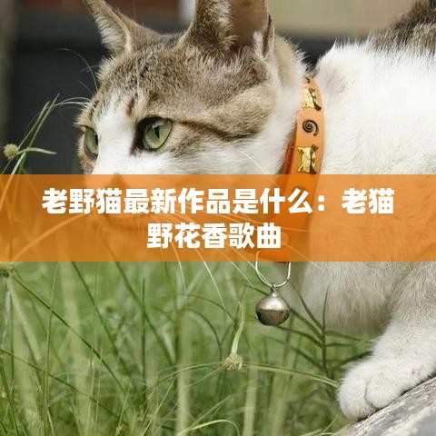 老野猫最新作品是什么：老猫野花香歌曲 