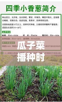 瓜子菜播种时间表最新图片：瓜子种子图片 