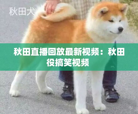 秋田直播回放最新视频：秋田役搞笑视频 