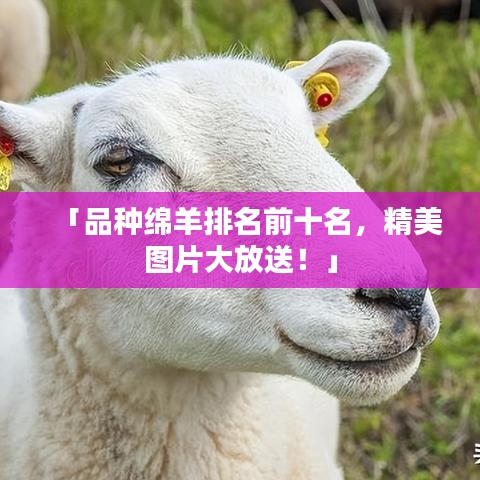 「品种绵羊排名前十名，精美图片大放送！」