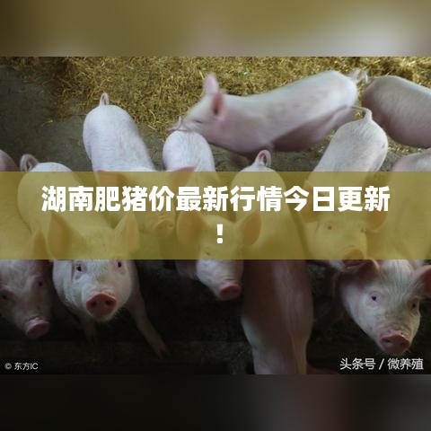 湖南肥猪价最新行情今日更新！