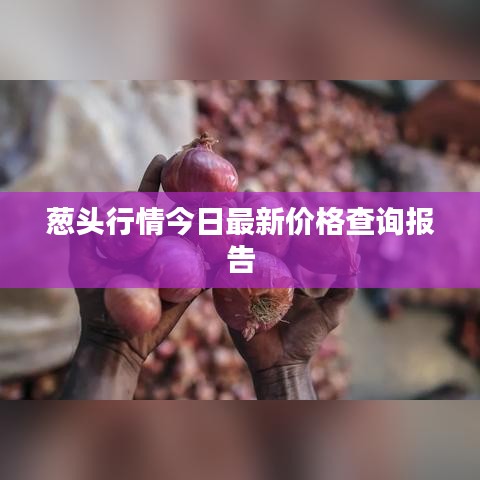 葱头行情今日最新价格查询报告