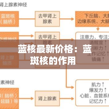 蓝核最新价格：蓝斑核的作用 