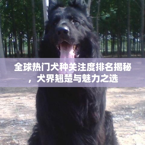 全球热门犬种关注度排名揭秘，犬界翘楚与魅力之选