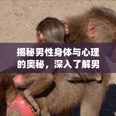 揭秘男性身体与心理的奥秘，深入了解男性功能与特性