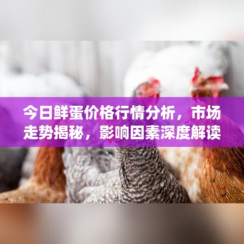 今日鲜蛋价格行情分析，市场走势揭秘，影响因素深度解读