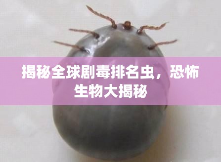 揭秘全球剧毒排名虫，恐怖生物大揭秘