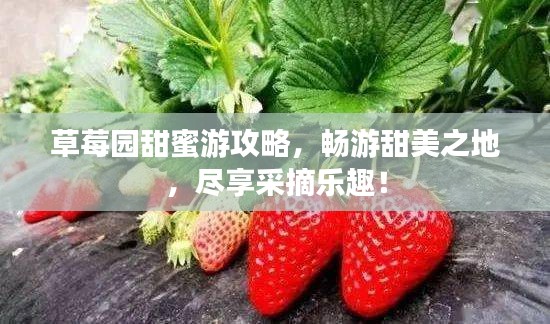 草莓园甜蜜游攻略，畅游甜美之地，尽享采摘乐趣！