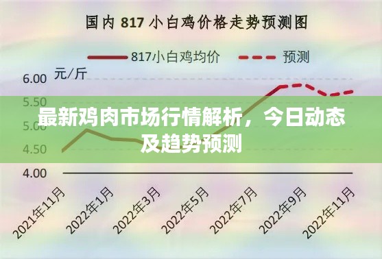 最新鸡肉市场行情解析，今日动态及趋势预测