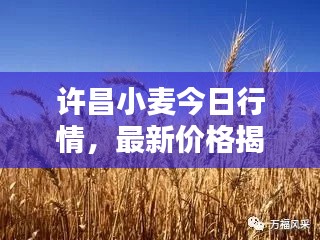 许昌小麦今日行情，最新价格揭秘