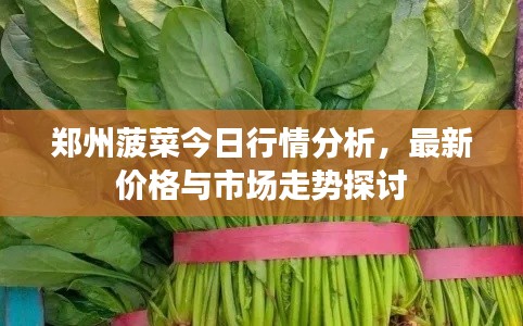 郑州菠菜今日行情分析，最新价格与市场走势探讨