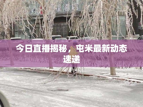 今日直播揭秘，屯米最新动态速递