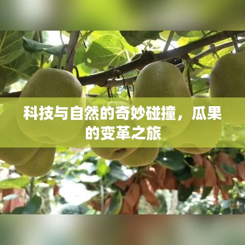 科技与自然的奇妙碰撞，瓜果的变革之旅