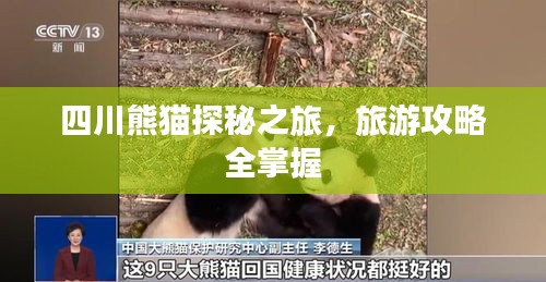 四川熊猫探秘之旅，旅游攻略全掌握