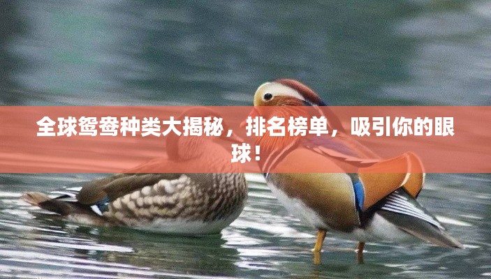 全球鸳鸯种类大揭秘，排名榜单，吸引你的眼球！
